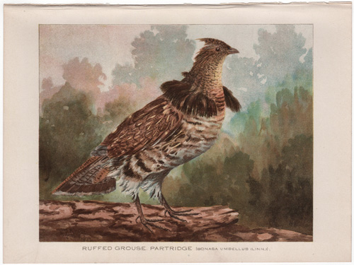 RUFFED GROUSE PARTRIDGE